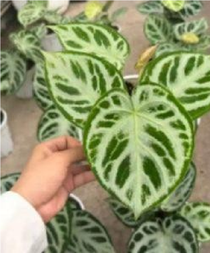 Anthurium Dorayaki 'Silver Blush' - Pre Order JU34