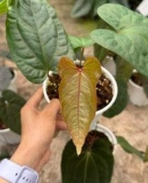 Anthurium Dressleri - Pre Order JU35