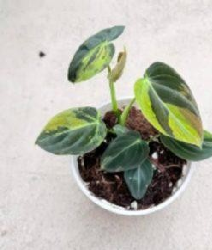 Philodendron Melanochrysum Var (9cm Pot) - Pre Order JU15