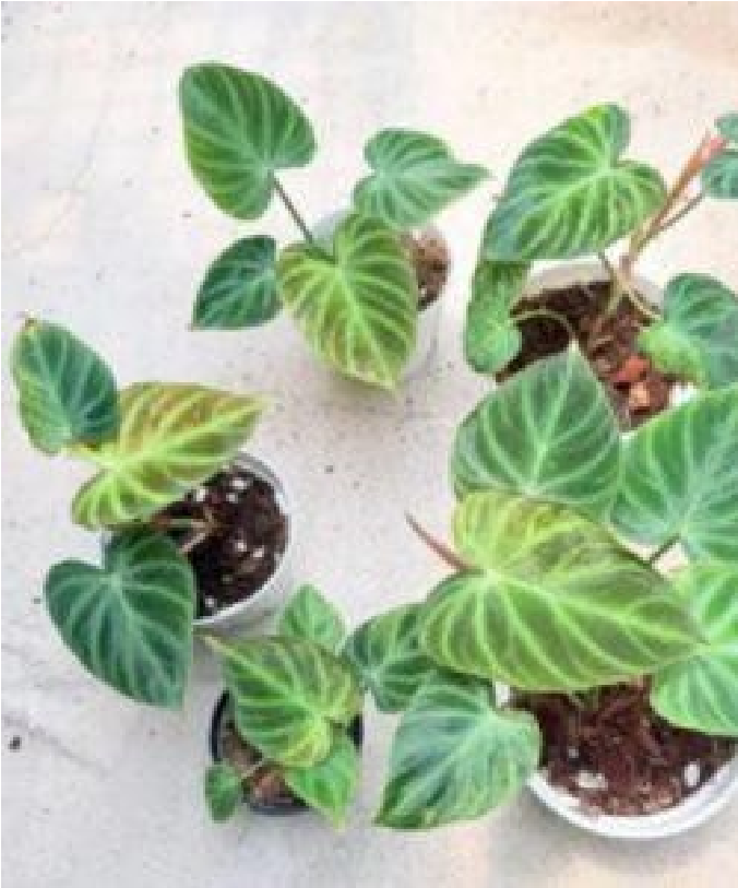 Philodendron Verrucosum Mint Var (9cm Pot) - Pre Order JU16