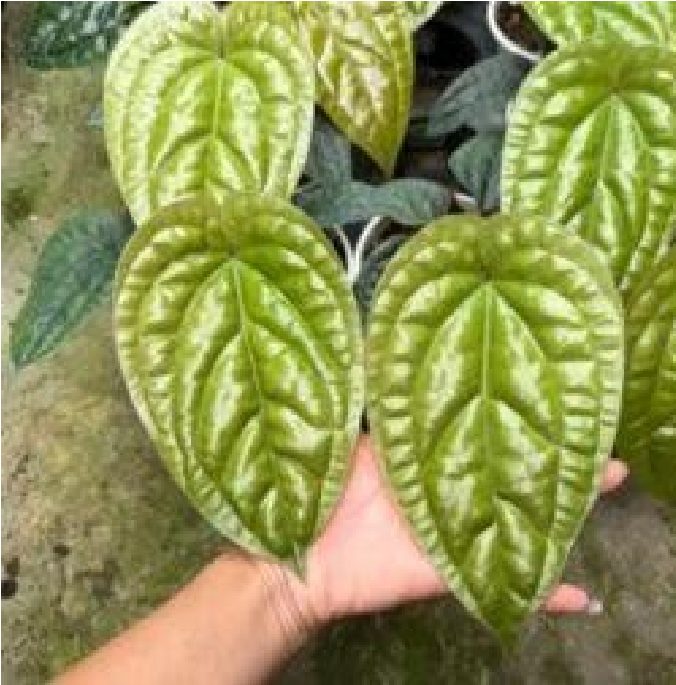 Anthurium Devil (Radicans x Luxurians)- Pre Order JU36