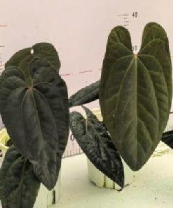 Anthurium Indo Portillae x Dark Phoenix- Pre Order JU37