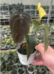 Anthurium Queen Of Heart (9cm Pot) - Pre Order JU38