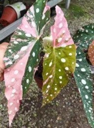 Begonia Maculata Pink (9cm Pot)- Pre Order JU1