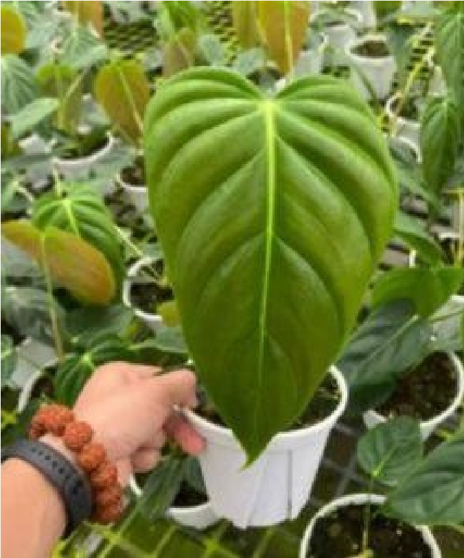 Philodendron Esmeraldense- Pre Order JU18