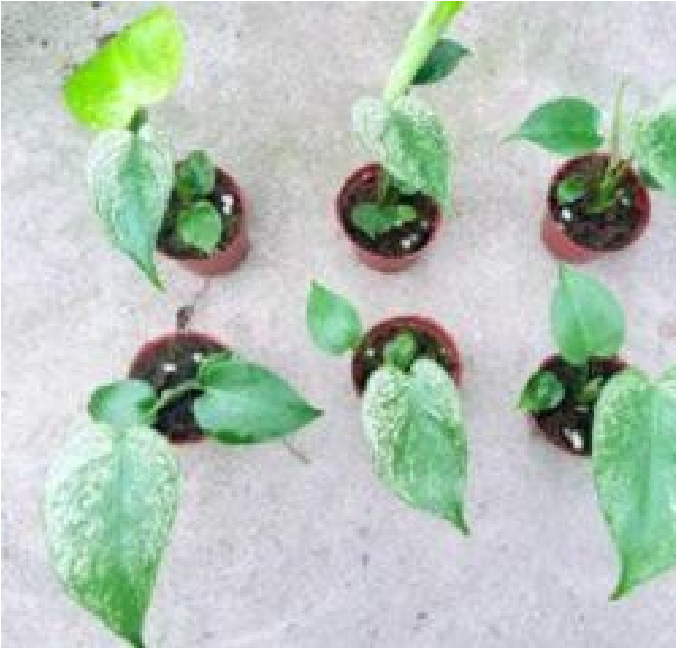 Monstera Devil Monster (9cm Pot)- Pre Order JU43