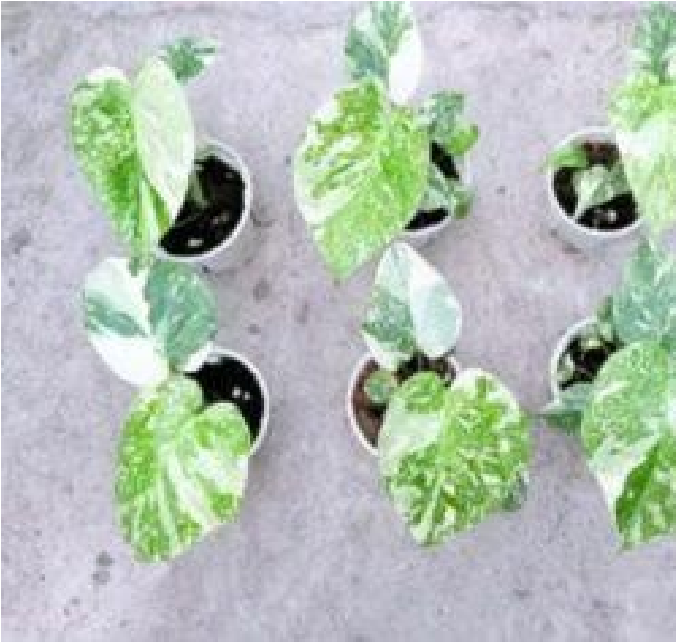 Monstera Cream Cheese /Starlight Var - Pre Order JU49