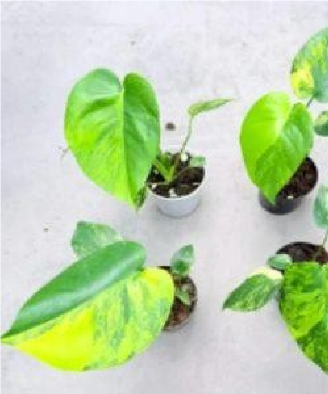 Monstera Delisiosa Aurea Var (Medium Size)- Pre Order JU52