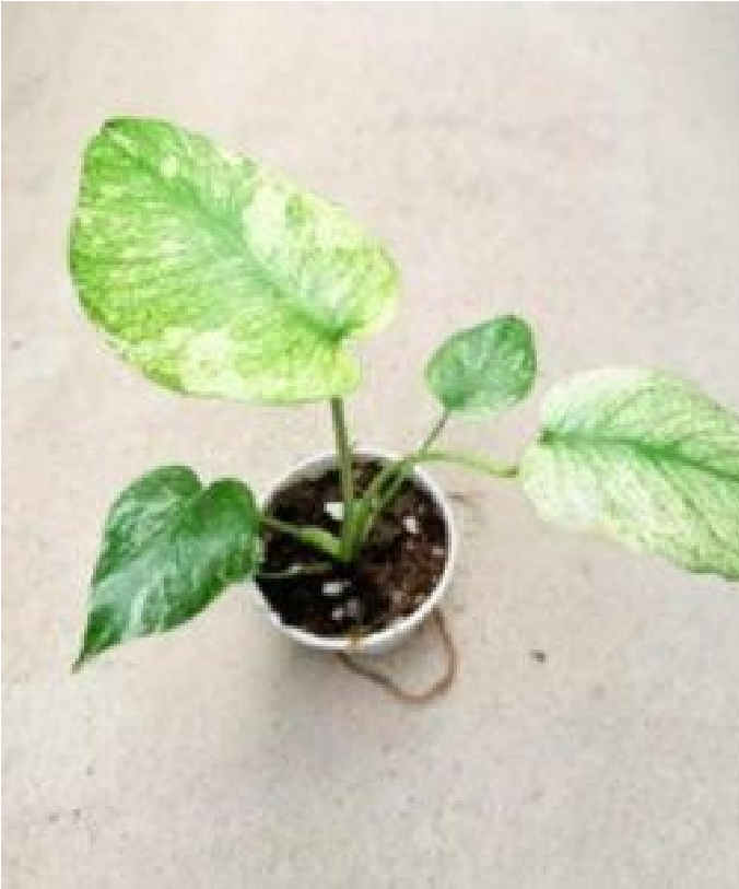 Monstera White Monster (7cm Pot) - Pre Order JU53