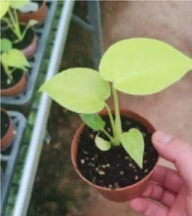 Monstera Lemon Lime Var (9cm Pot) - Pre Order JU54