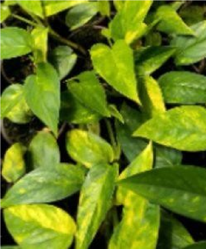 Epipremnum Pinnatum Yellow Flame- Pre Order JU59