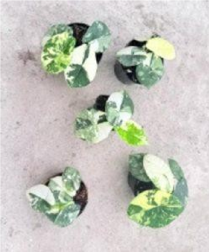 Alocasia Melo Albo (9cm Pot) - Pre Order JU62