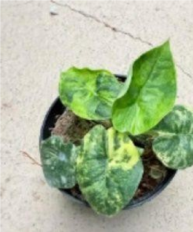 Alocasia Melo Aurea (9cm Pot) - Pre Order JU63