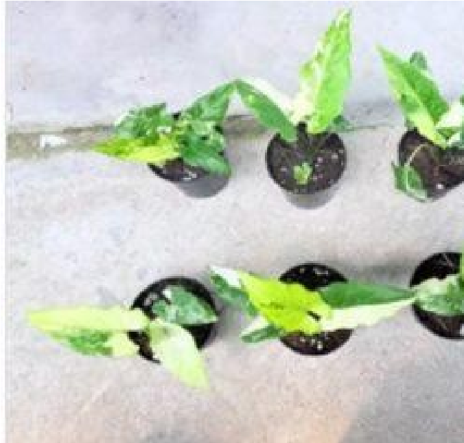Alocasia Lauterbachiana Var (9cm Pot) - Pre Order JU67