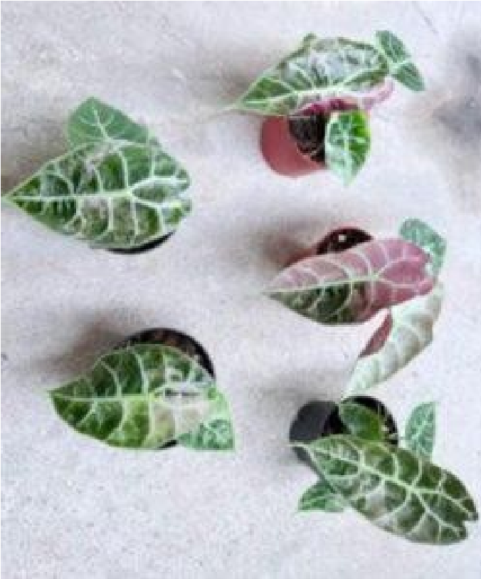 Alocasia Watsoniana Doff Var (9cm Pot)- Pre Order JU69