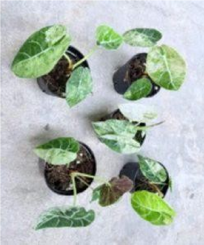 Alocasia Watsoniana Var (9cm Pot)- Pre Order JU70