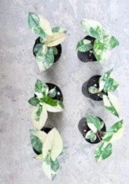 Alocasia Black Stem Albo Var (9cm Pot)- Pre Order JU71