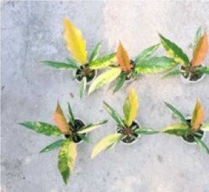Philodendron Caramel Marble Var  - Pre Order JU20