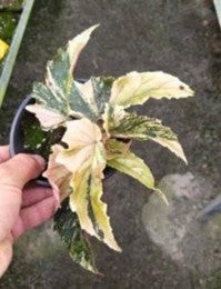 Begonia Ginny Galaxy Var - Pre Order JU4