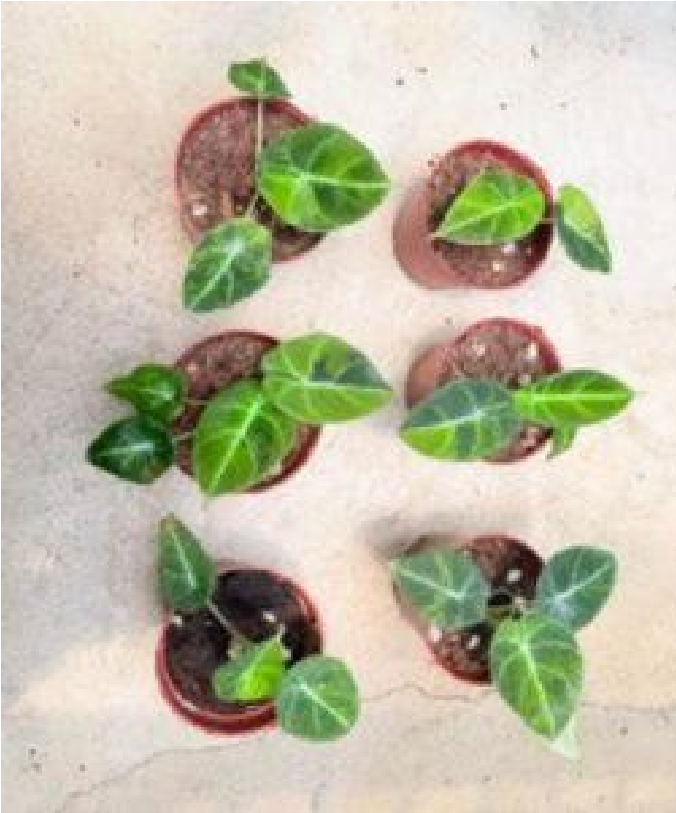 Alocasia Black Velvet Aurea Var (9cm Pot)- Pre Order JU74