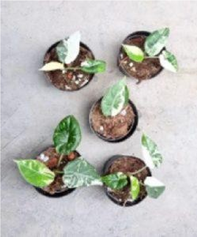 Alocasia Maharani Albo Var (9cm Pot)- Pre Order JU75