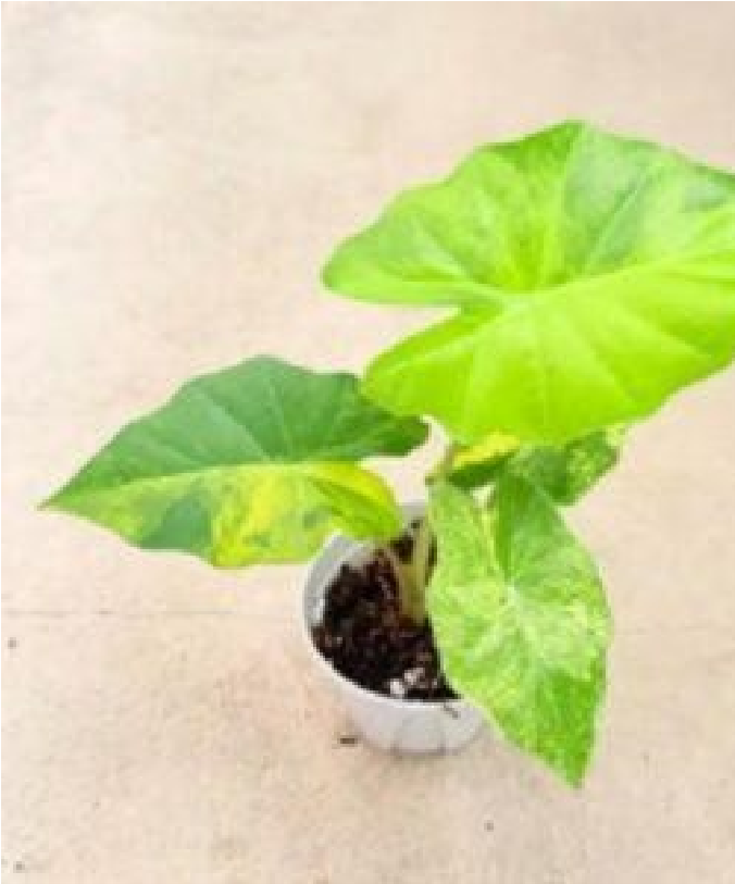 Alocasia Portora Aurea Var - Pre Order JU80
