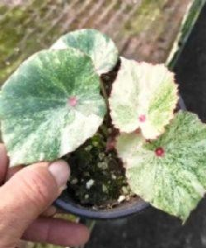 Begonia Rouge Var - Pre Order JU5