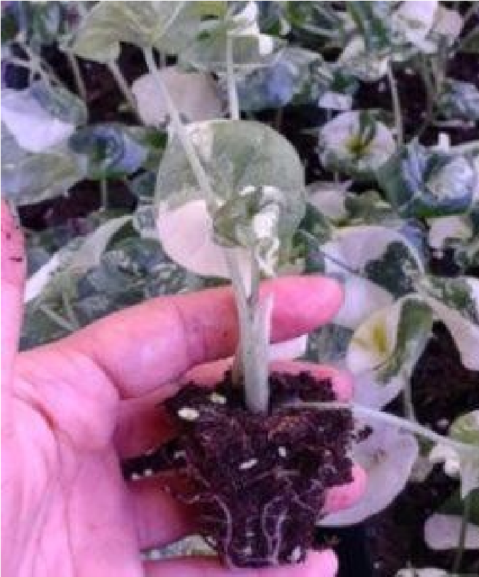 Alocasia Melo Albo (Plug Plant)- Pre Order JU87