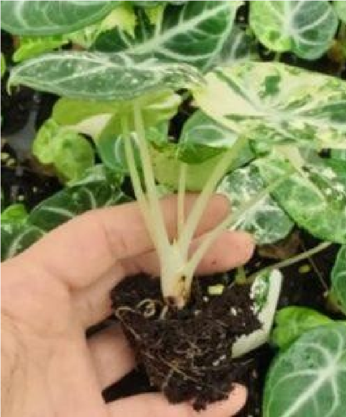 Alocasia Ninja Albo Var - Pre Order JU89