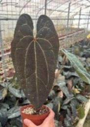 Anthurium Ace Of Spades (AOS)  X Papillilaminum (12cm Pot)- Pre Order JU25