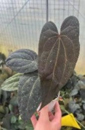 Anthurium Ace Of Spades (AOS)  X Papillilaminum (9cm Pot)- Pre Order JU26