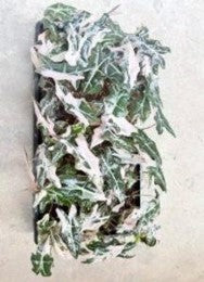 Alocasia Nobilis Pink Var - Pre Order JU90