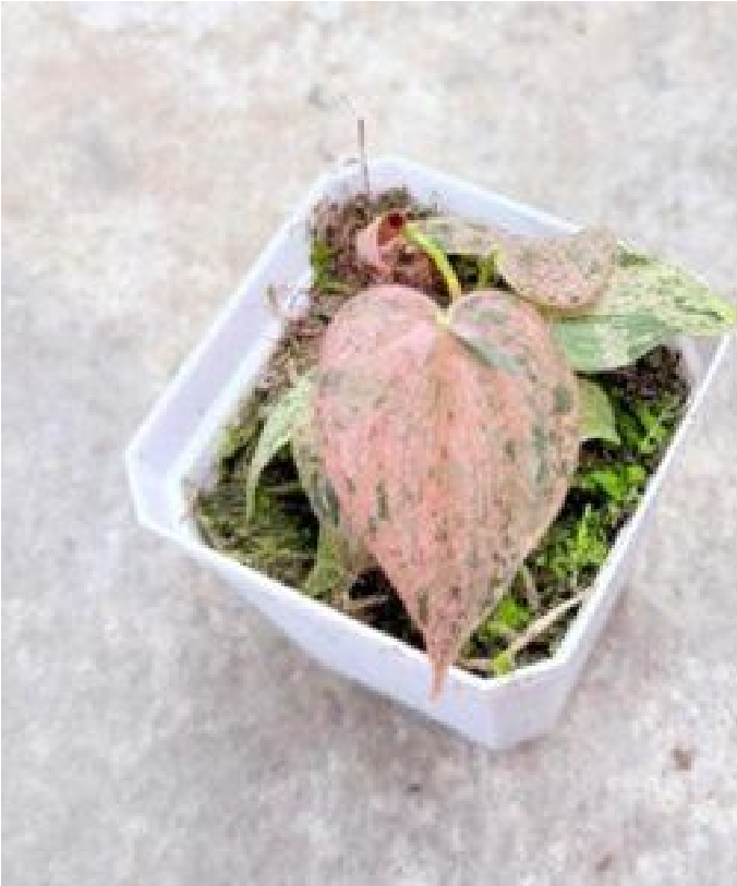 Philodendron Brandi Pink Var (7cm Pot) - Pre Order JU6