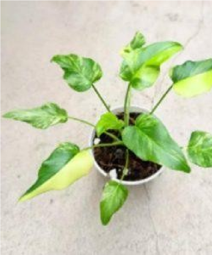 Philodendron Xanadu Aurea Var (9 cm pot) - Pre Order JU7