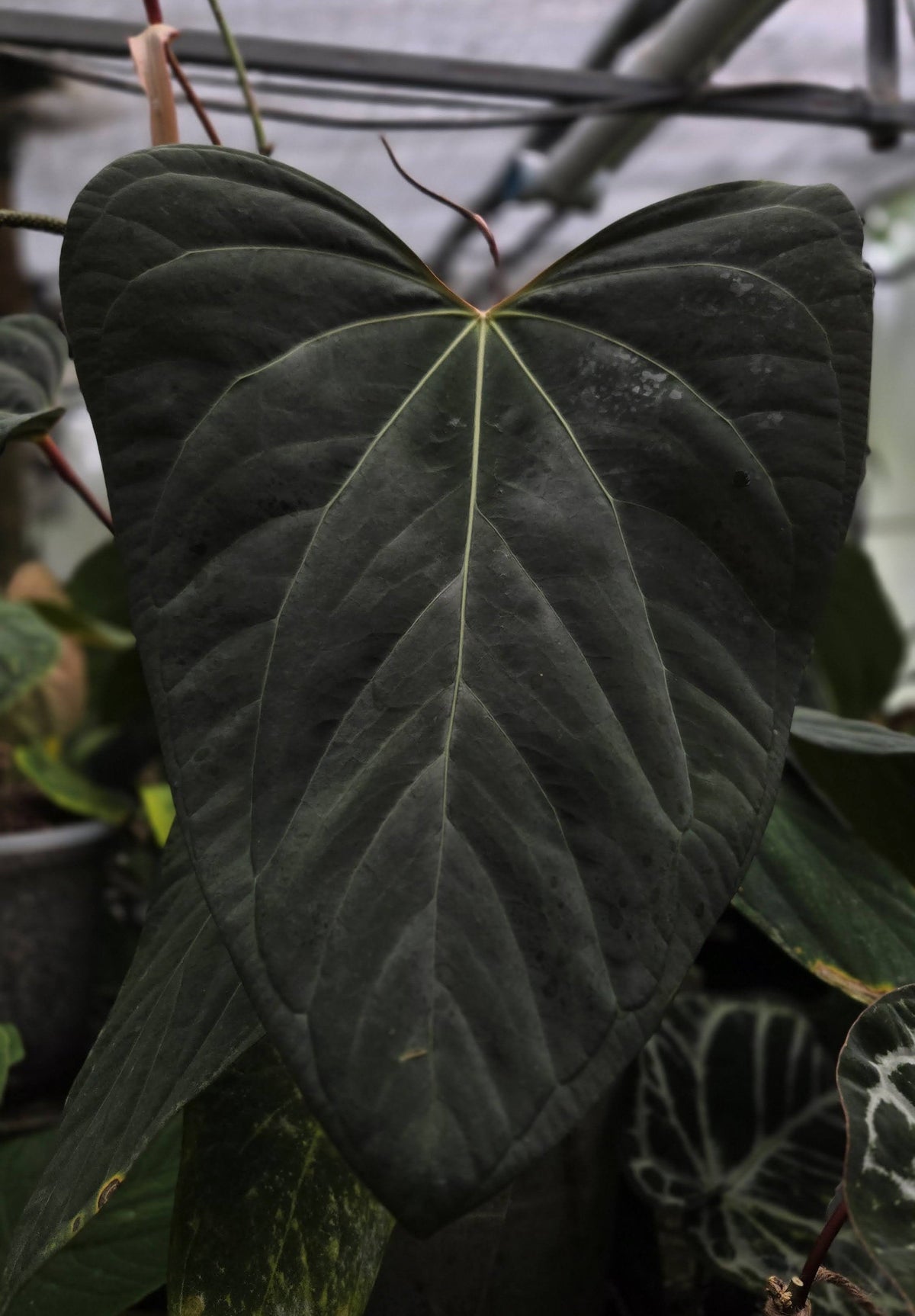 Portillae Dorito (parent plant)