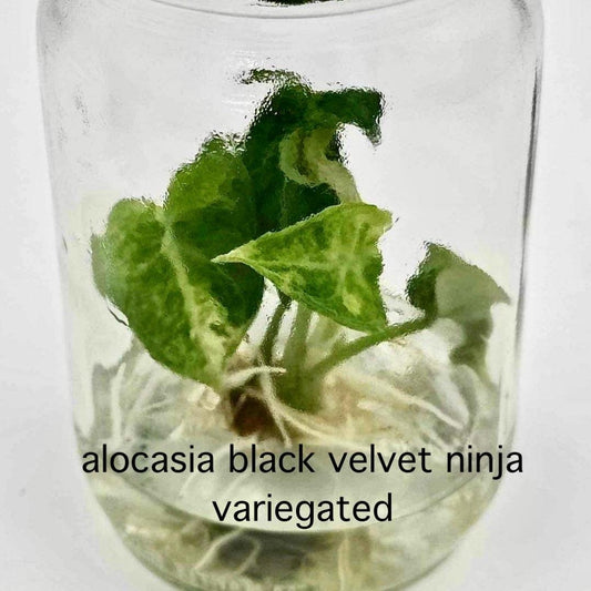 Alocasia Black Velvet Ninja Variegated Tissue Culture (PRE-ORDER)