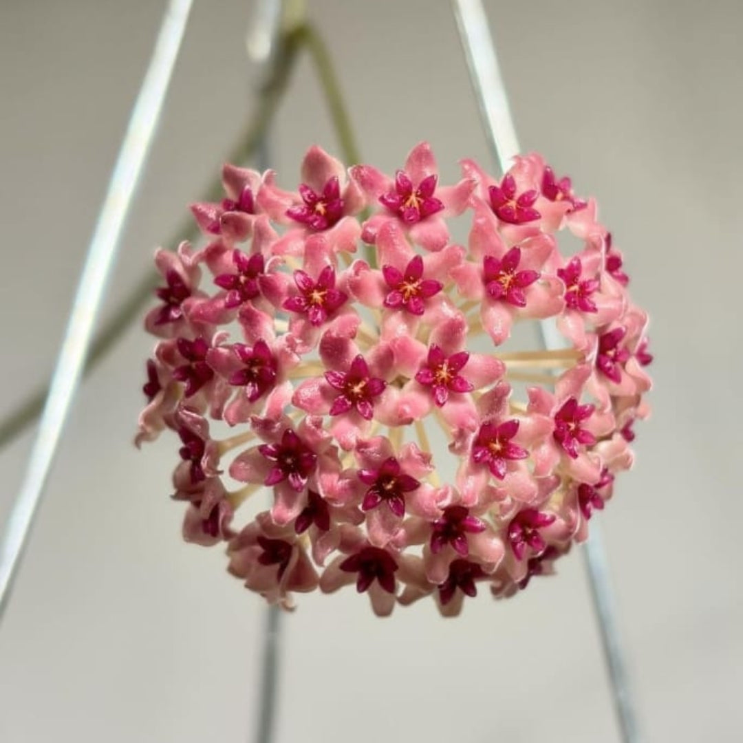 Hoya Paulshirleyi (PRE-ORDER)