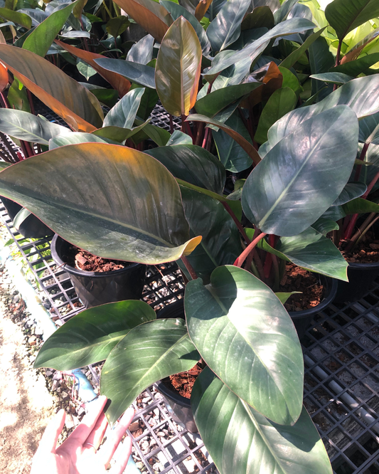 Philodendron Red congo (Pre-Order)
