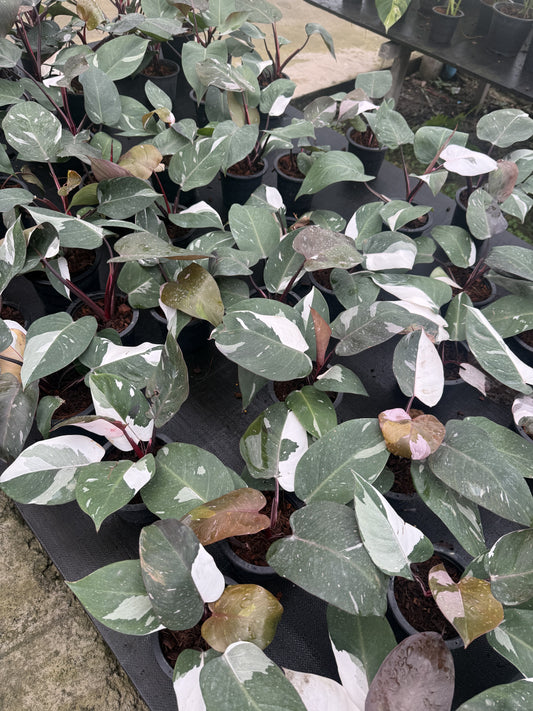 Philodendron Red Anderson (Pre-Order)