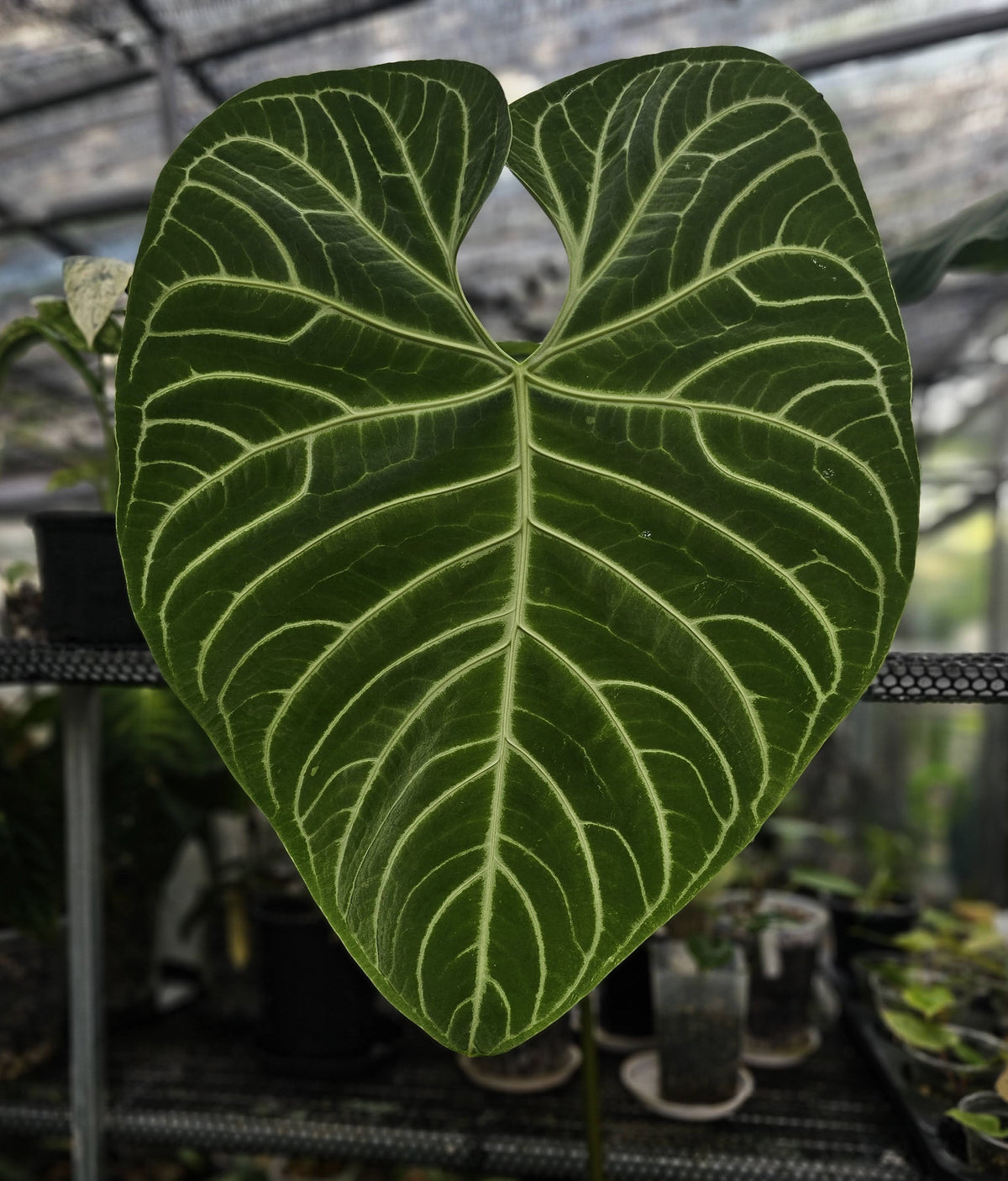 Regale (parent plant)