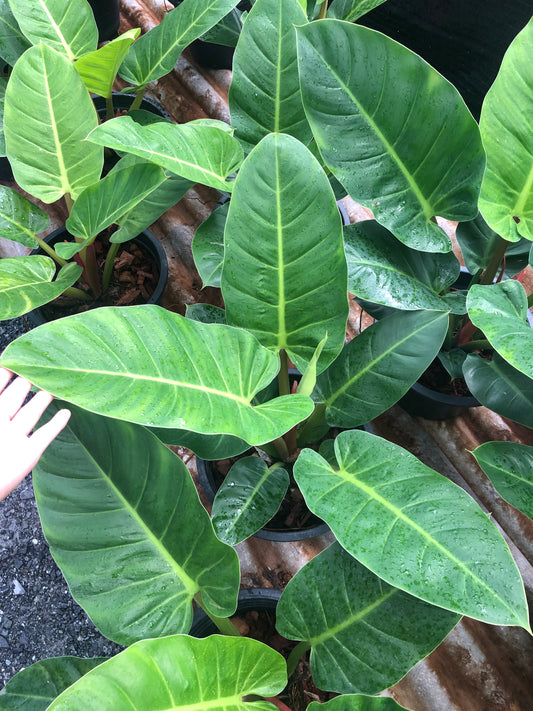 Philodendron Ruaysab (Pre-Order)