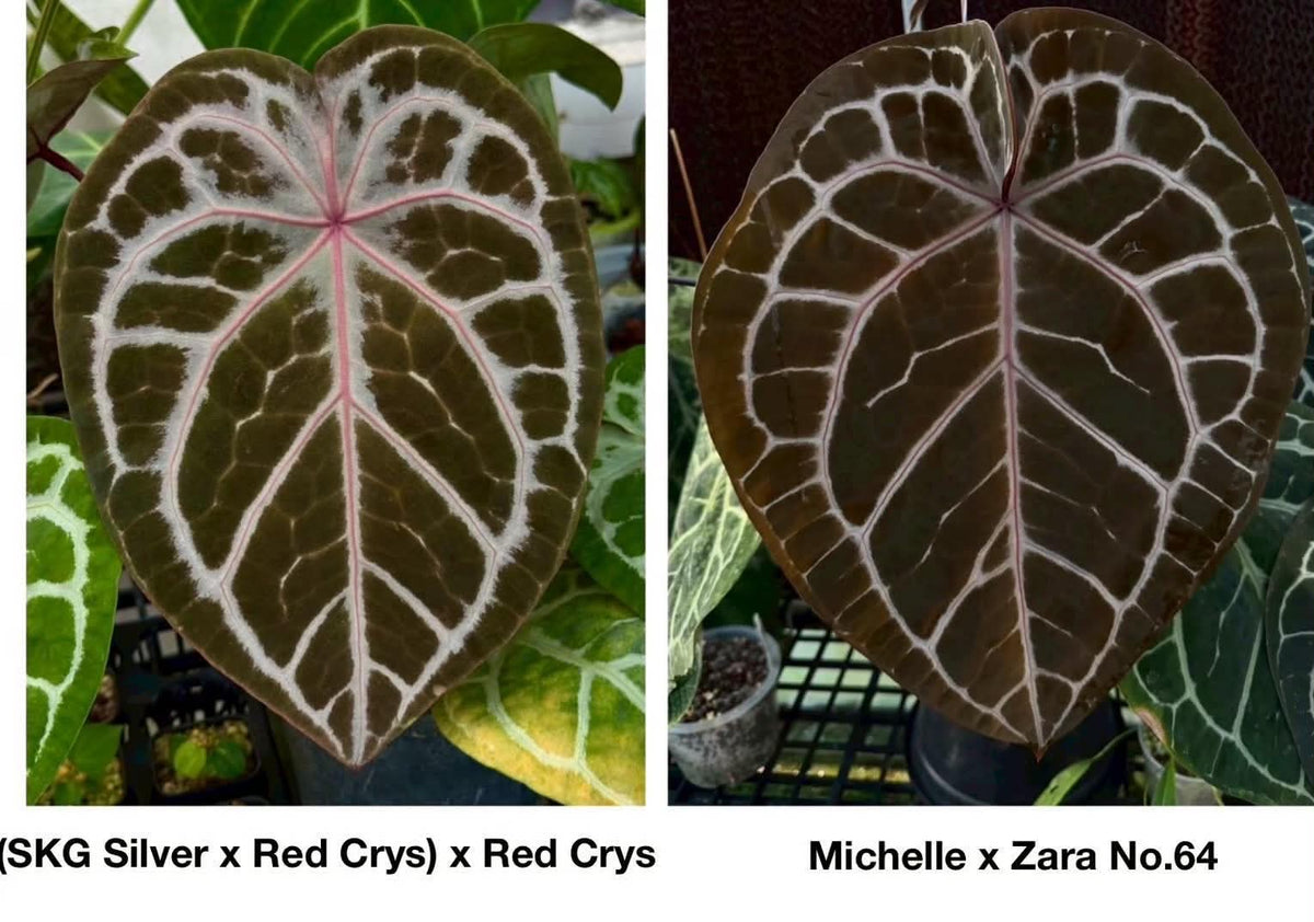 Parent plants of this Anthurium seed cross