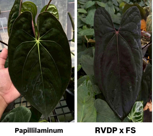Parent plants of this Anthurium seed cross