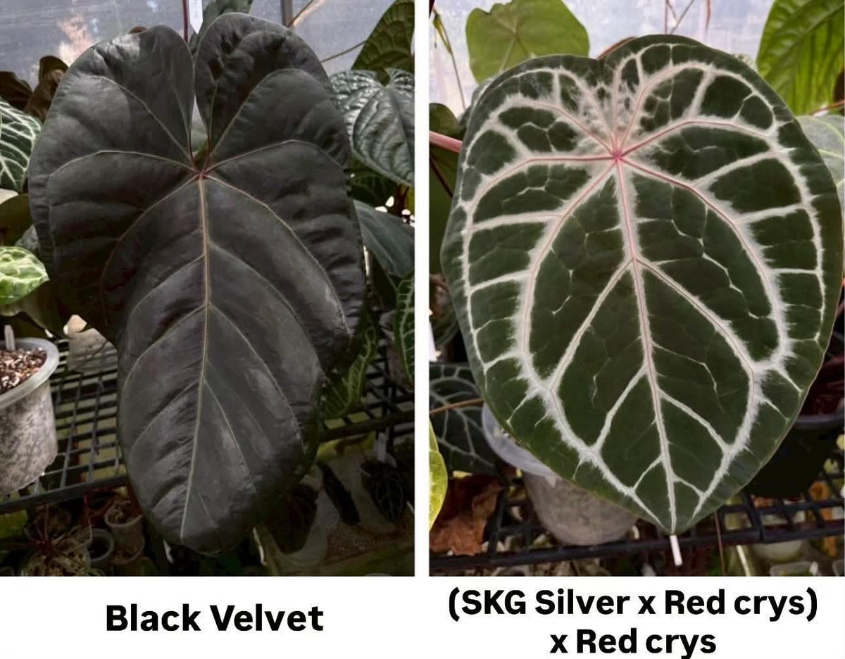 Parent plants of this Anthurium seed cross