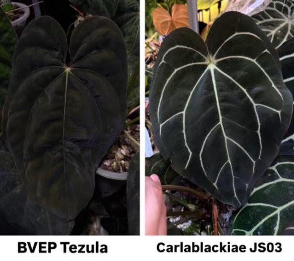 Parent plants of this Anthurium seed cross