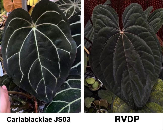 Parent plants of this Anthurium seed cross