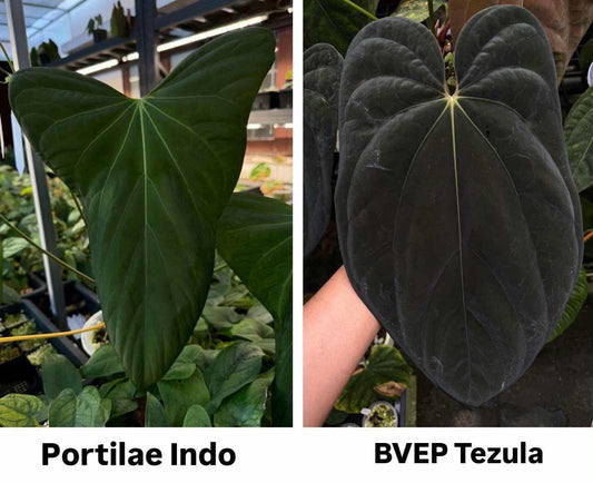 Parent plants of this Anthurium seed cross