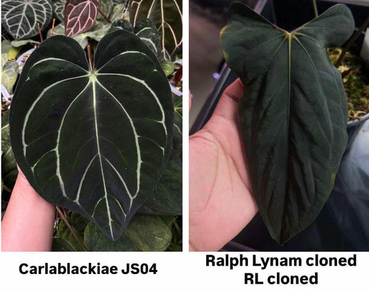 Parent plants of this Anthurium seed cross