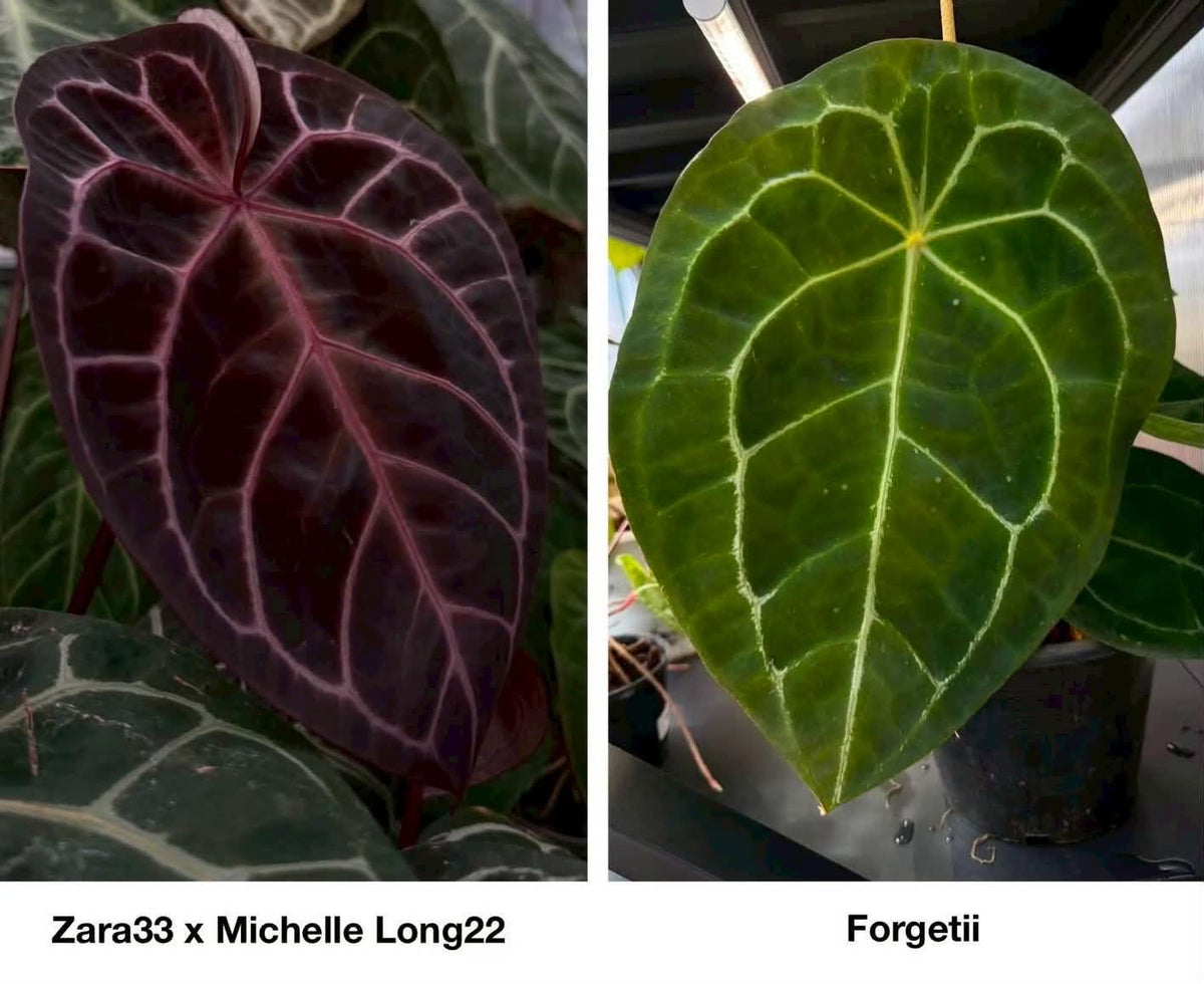 Parent plants of this Anthurium seed cross