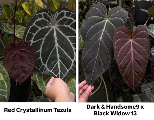 Parent plants of this Anthurium seed cross